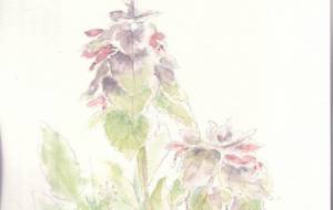 ひめおどりこそう - 草地美波