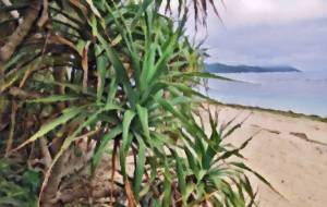 奄美の風景50 - みぎい@