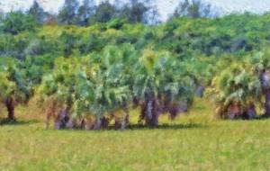 奄美の風景59 - みぎい@