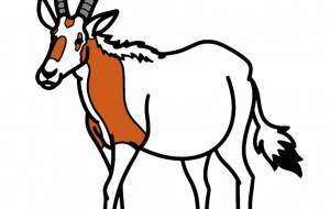 シロオリックス - シマハイエナ