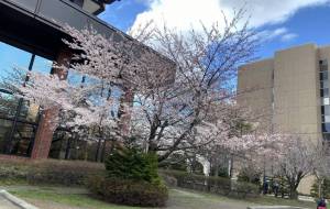 桜開花 - 笹谷正博