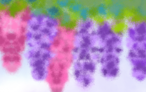 藤の花 - しずく