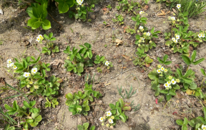 いちご観察 - 笹谷正博