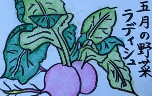 5月の野菜 - チャーミー