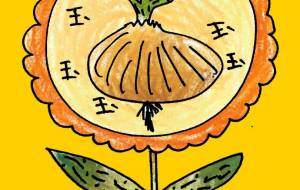 玉ねぎ花 - 空叶論