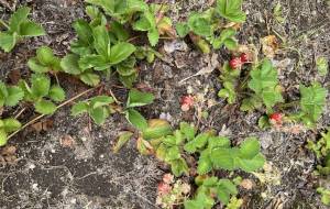 イチゴ観察 - 笹谷正博