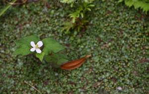 どくだみ - とん