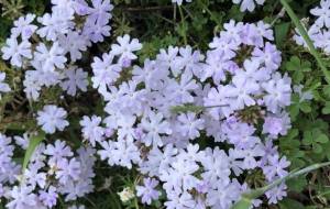 しろいはな - naomi