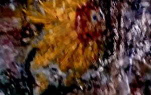 ひまわり - 【イベント】#NOWAR