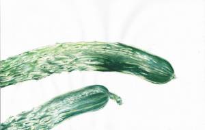 きゅうり - 草地美波