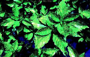 夏が来る - おおた まめ