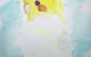 元気なオカメインコ - レオ