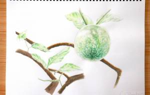 レモン・ポンデローザ - 草地美波