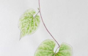 若朝顔の葉 - 草地美波