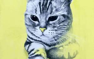 Cat (yellow) - Burimar 