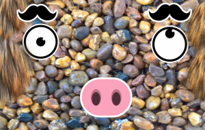 ブタです.いや、人です. 〇公平・平等 - 【イベント】VAIABLEアートNFT