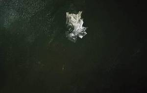 一匹の魚わけて食べた - 真鍋哲地