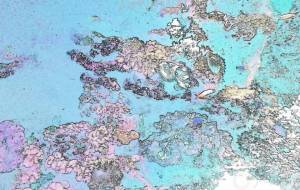 愛おしい 〇自然と文化 - 【イベント】VAIABLEアートNFT