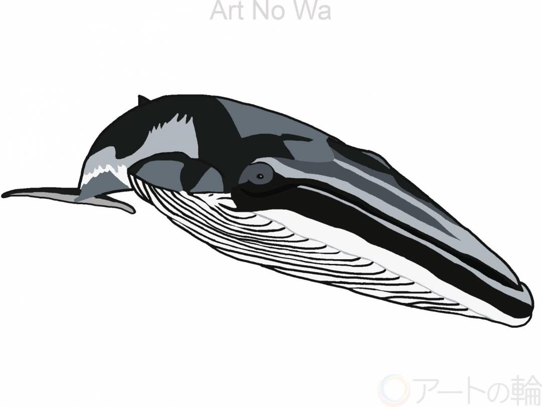 クロミンククジラ | アートの輪