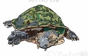 ヒラリーカエルガメ - YU