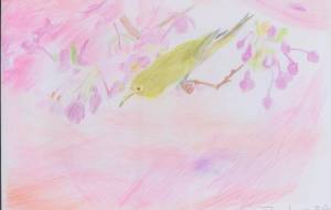 桜にメジロ - YOSHIMI