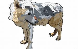 シンリンオオカミ - YU