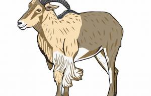 バーバリーシープ - YU