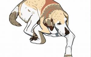 ラブラドールレトリバー - YU