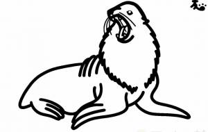 キタオットセイ○自然と文化 - 【イベント】VAIABLEアートNFT