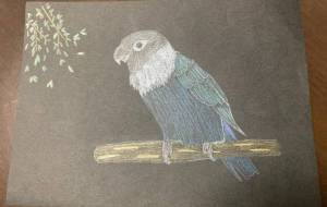 ボタンインコ - 青鳥 華月