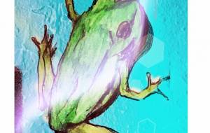 カエル - 小林由樹