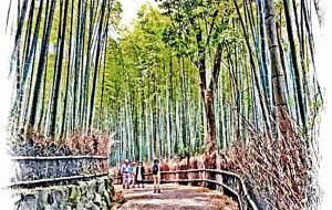 京都嵐山「竹林の小径」にて - 山田　薫 