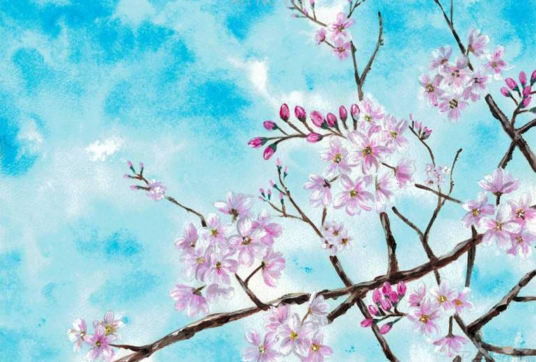 桜　〇自然と文化