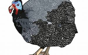 ホロホロチョウ - YU