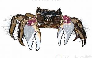 オガサワラベンケイガニ - YU