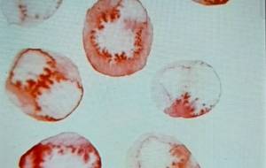 ニッポンぽい花 - ぴぴ