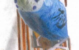 我が家の鸚哥(インコ) - 田中DX