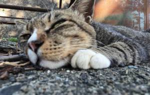 ねこ−1 - うっち