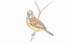 木の枝に止まっている小鳥 - ティートモ