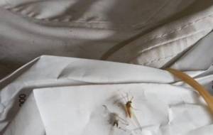 生まれ変わった陽炎 - 真鍋哲地