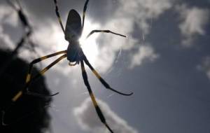 飛んでる蜘蛛 2 - 真鍋哲地