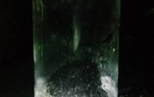 死滅の生物脳 - 真鍋哲地