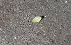 母さん寒くなりました、身体おきお付けください - 真鍋哲地