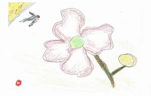 はなみずき - かづみ