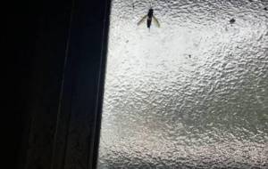 飛びたい飛びたてなかった - 真鍋哲地