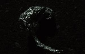 シルバー赤ちゃん - 真鍋哲地