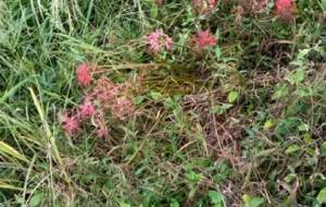 時が来ました帰る時自然へ - 真鍋哲地