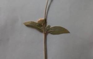 おばあちゃんの押し花 - 真鍋哲地