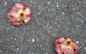 命のあと - 真鍋哲地