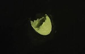 卵のいのち - 真鍋哲地